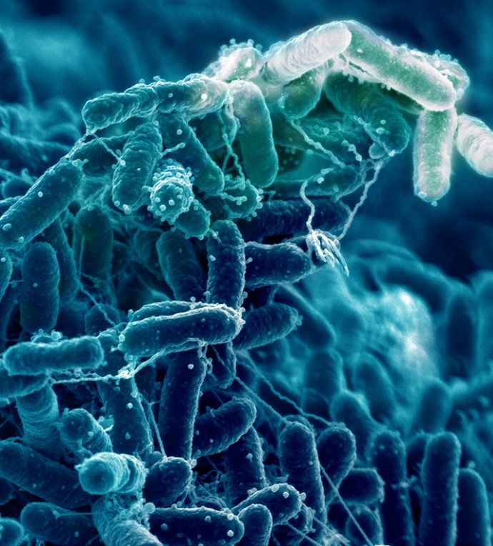 Visuel Microbiote
et VIH (III) : soigner le microbiote des PvVIH